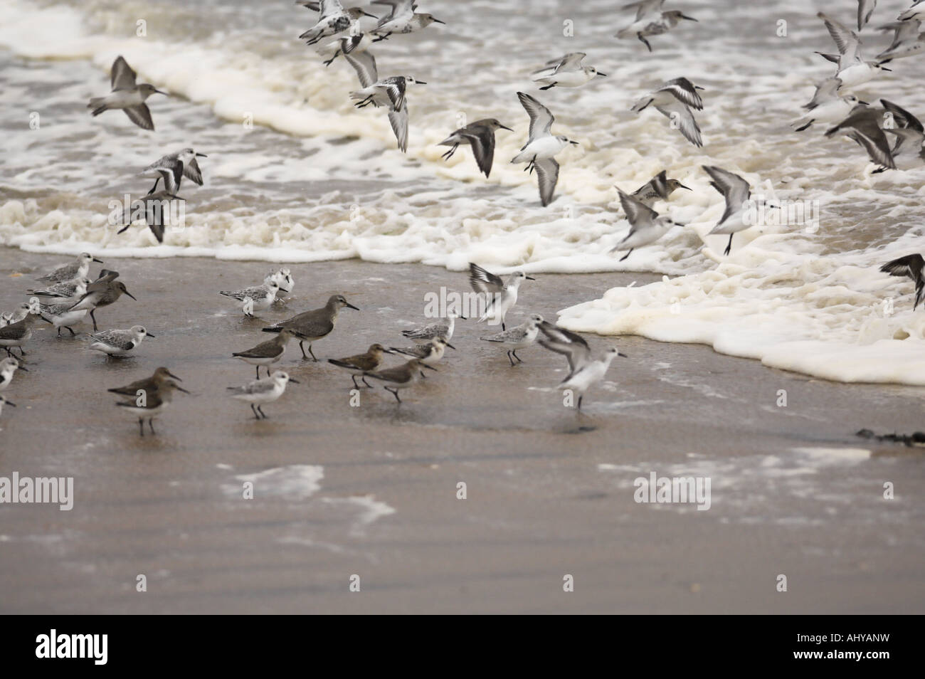 Les bécasseaux sanderling et échassiers sur troupeau mixte tideline Norfolk Angleterre Septembre Banque D'Images