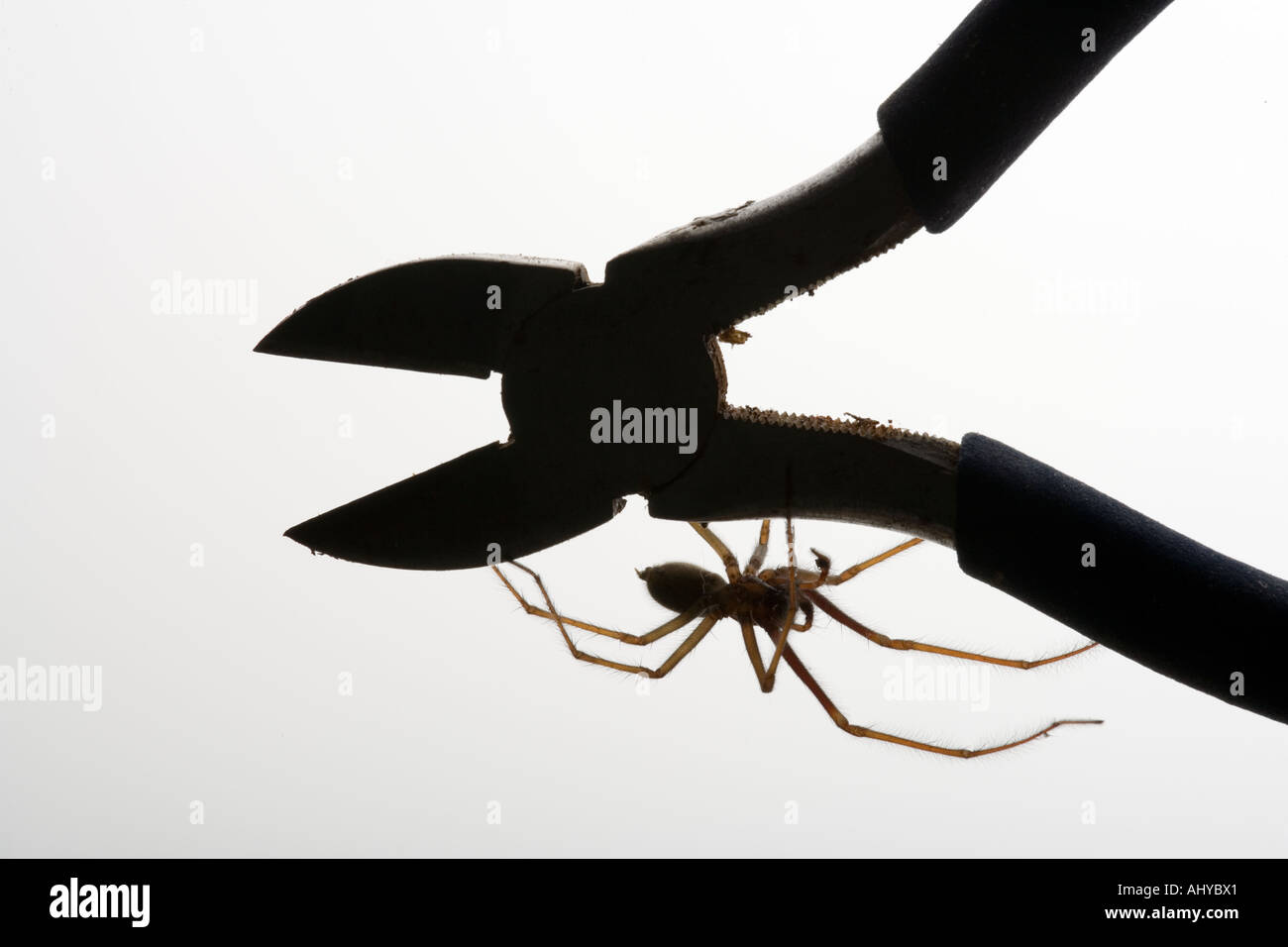 Araignée commune de maison Parasteatoda tepidariorum Banque D'Images