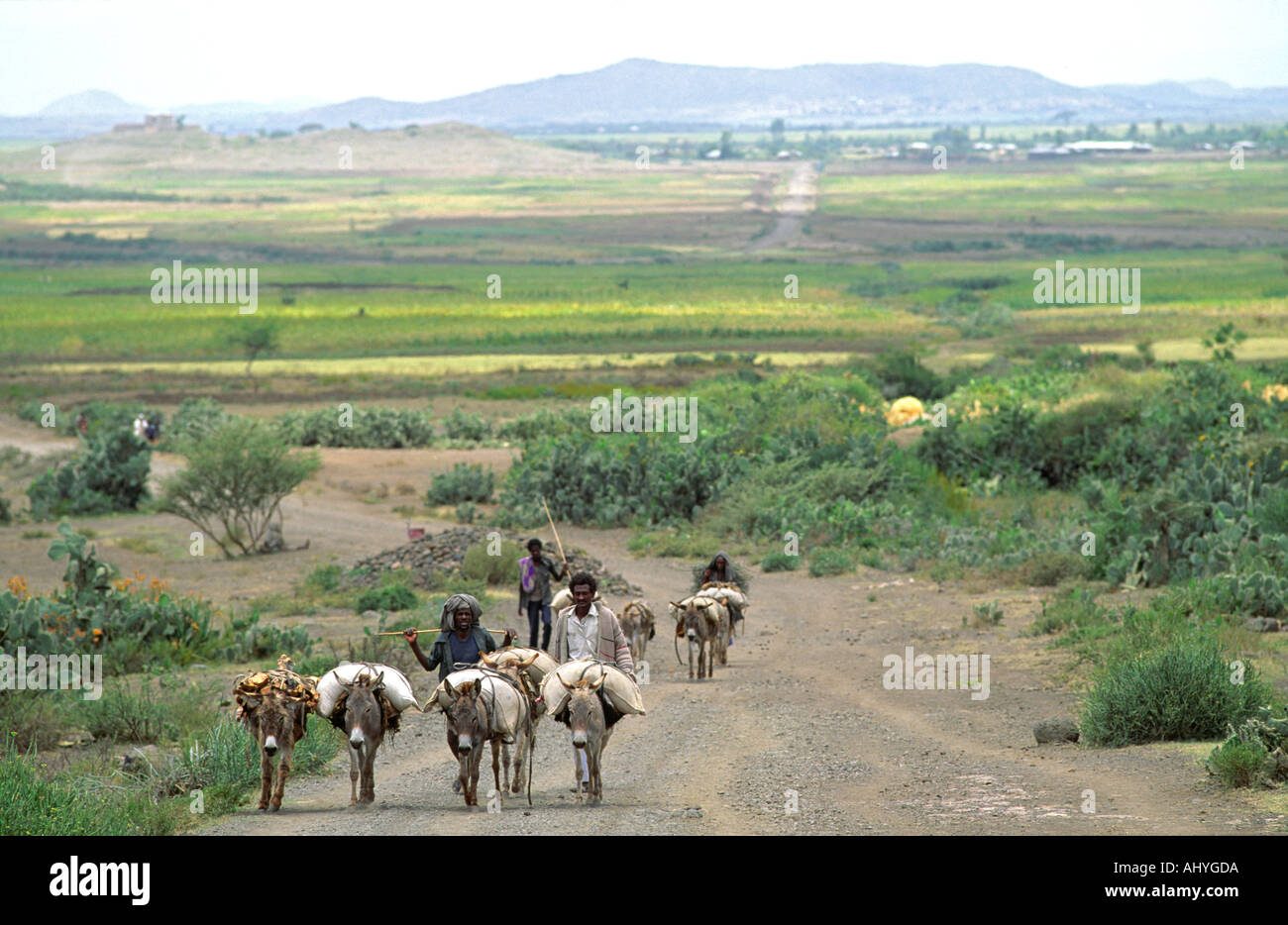 Les hommes Tigrayan repartir avec leurs ânes et mules chargés de provisions achetés dans le marché voisin. Tigray, Éthiopie Banque D'Images