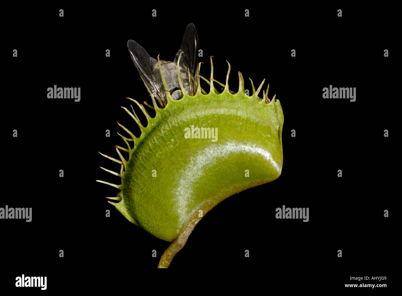 Venus flytrap, Dionaea muscipula, avec mouche domestique captive Banque D'Images