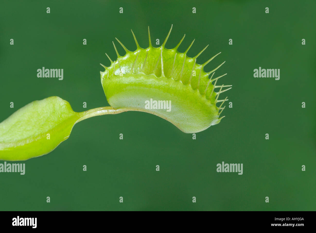 Venus flytrap, Dionaea muscipula Banque D'Images