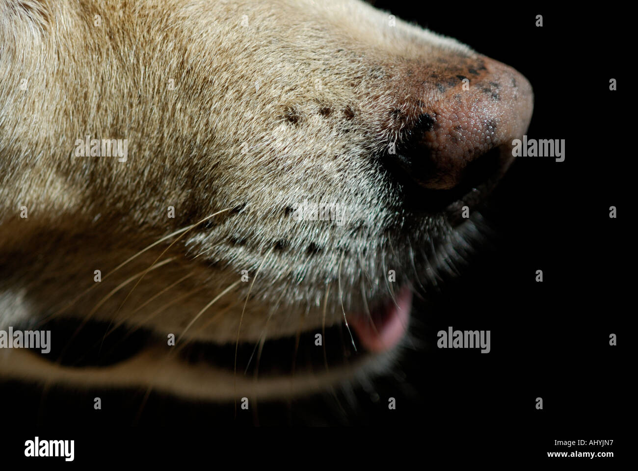 Nez du chien close-up avec la bouche ouverte et la langue Banque D'Images