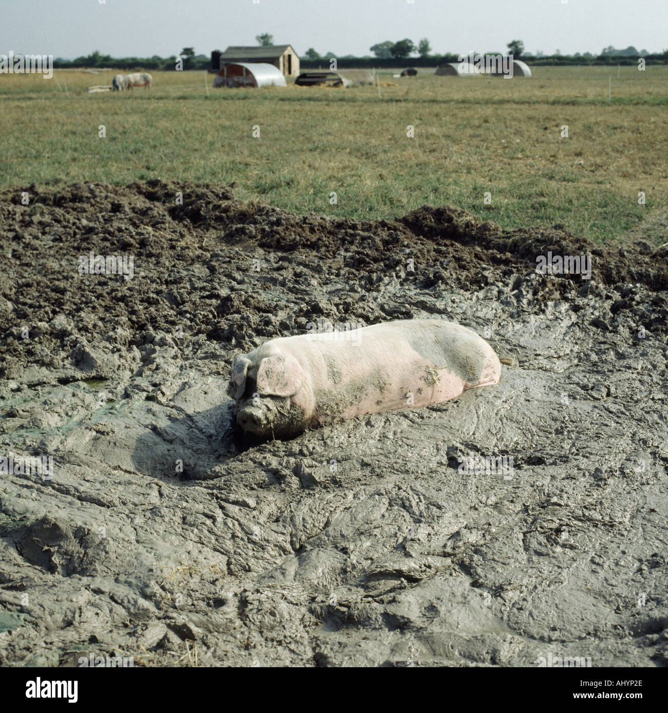 L'élevage de porcs biologiques Pig se vautrer dans la boue sur la journée d'été Banque D'Images