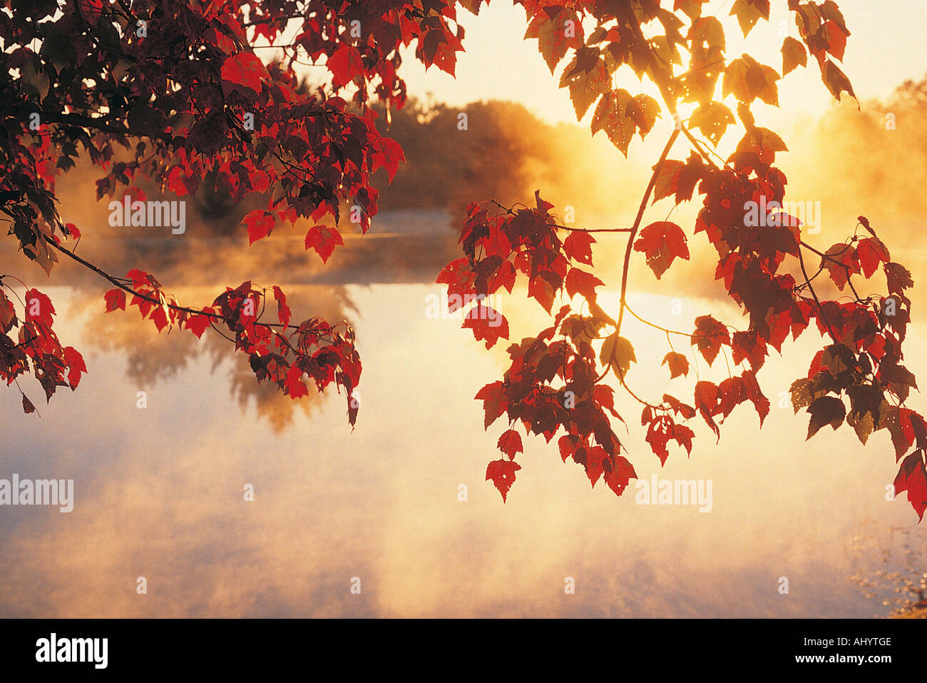 Lever du soleil à travers les feuilles d'automne New England Banque D'Images