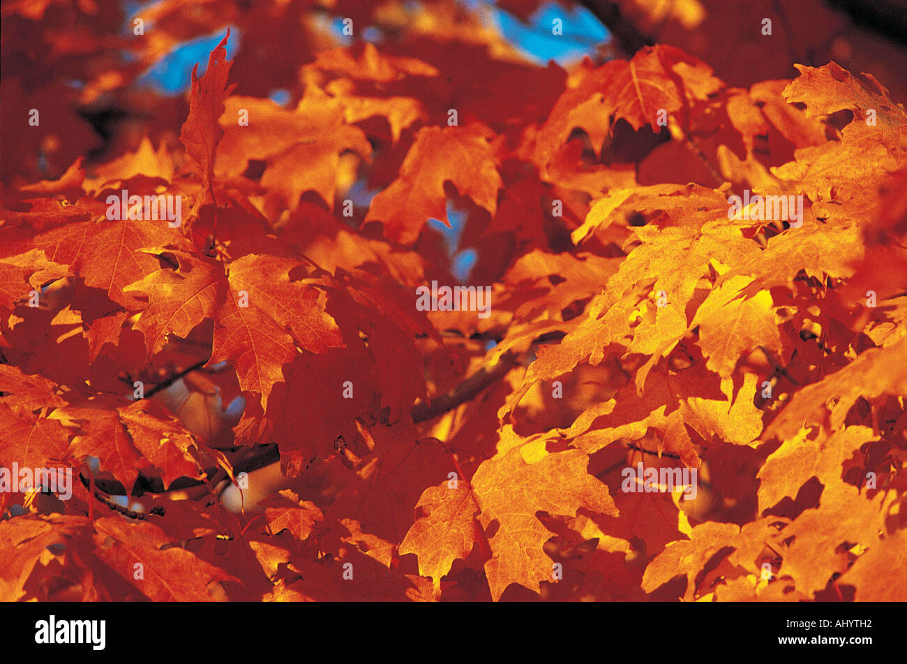 Lever du soleil à travers les feuilles d'automne New England Banque D'Images