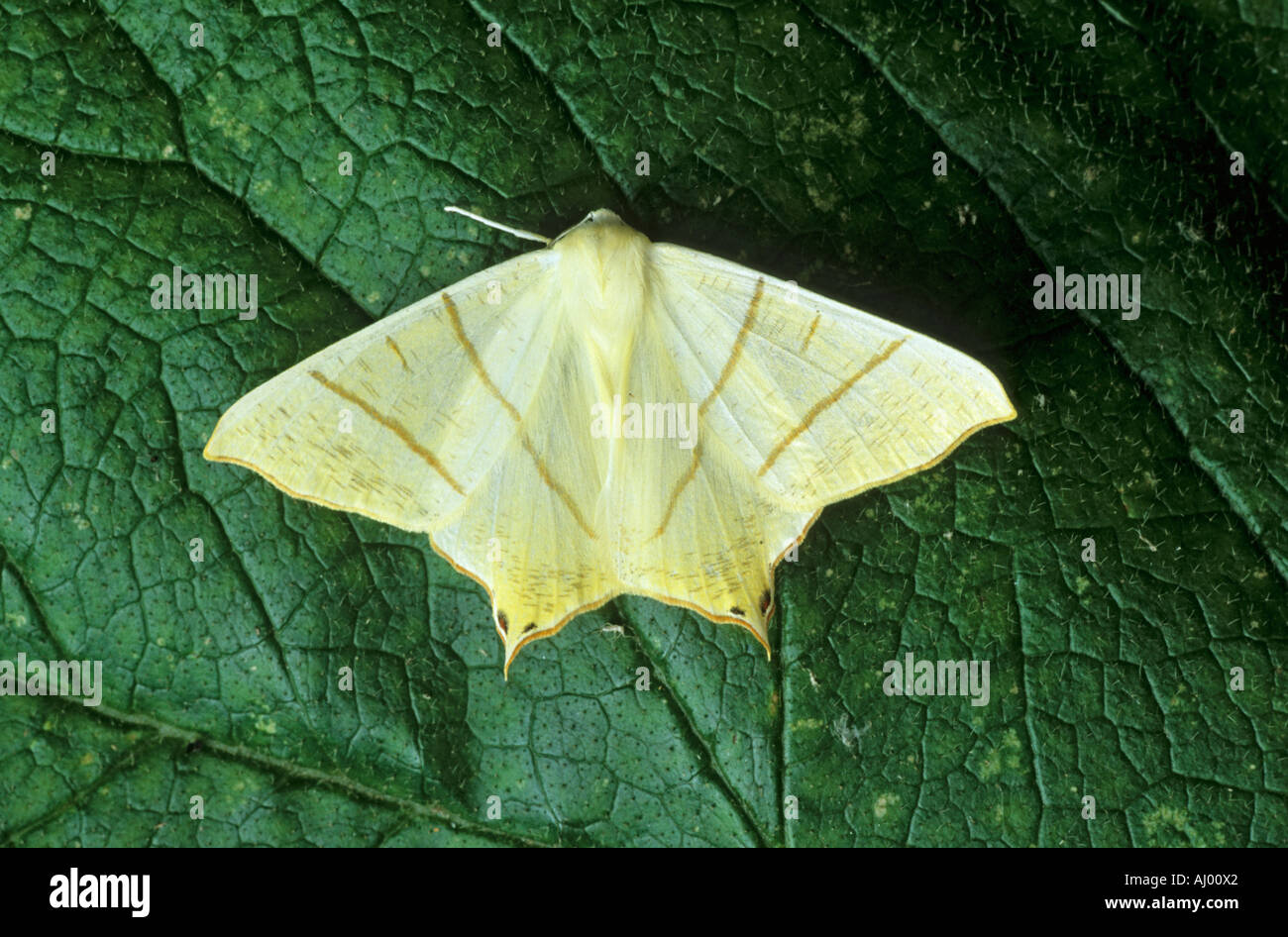 Ourapteryx sambucaria papillon machaon dans Essex UK000341 Banque D'Images