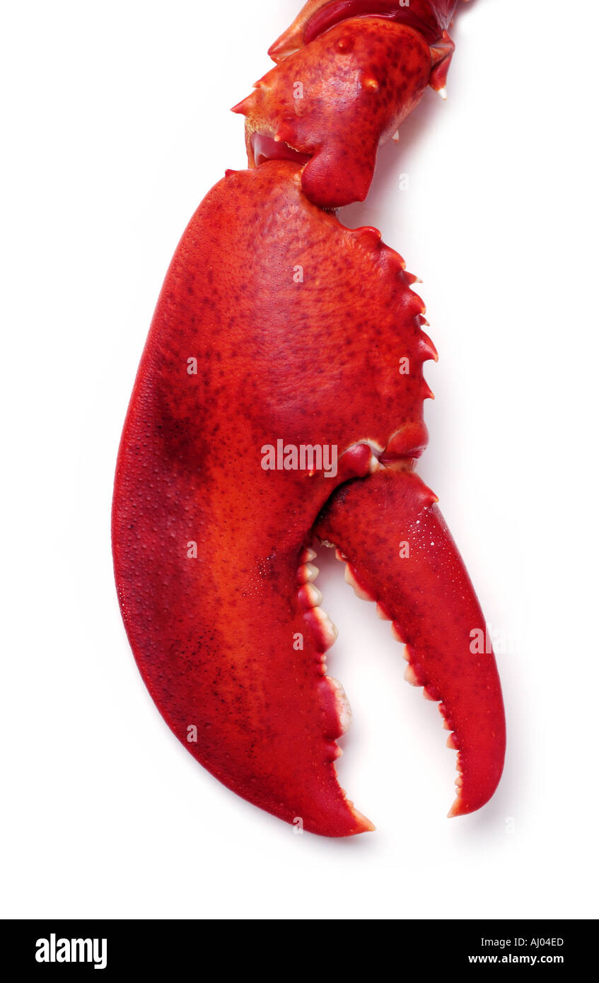 Pince de homard sur fond blanc Banque D'Images