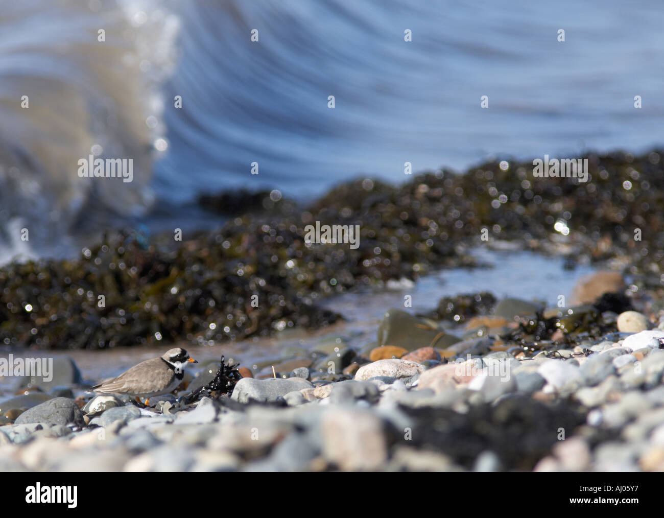Foulney island Banque de photographies et d’images à haute résolution