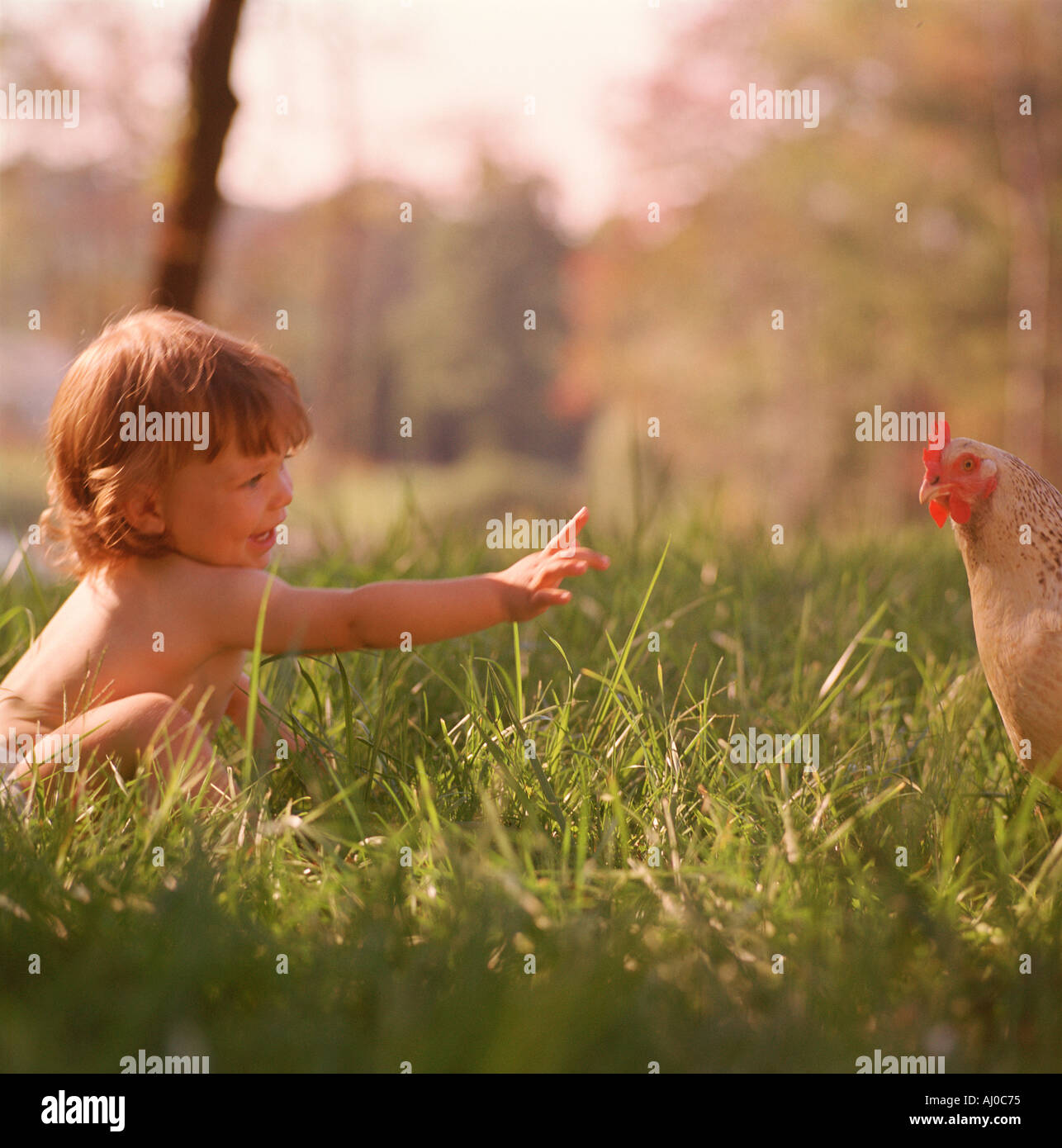 Tout-petit est assis dans l'herbe et delightedly tend la main vers un livre blanc tacheté de gris et le poulet Banque D'Images