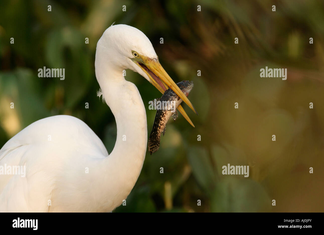 Grande Aigrette Ardea alba Brésil Banque D'Images