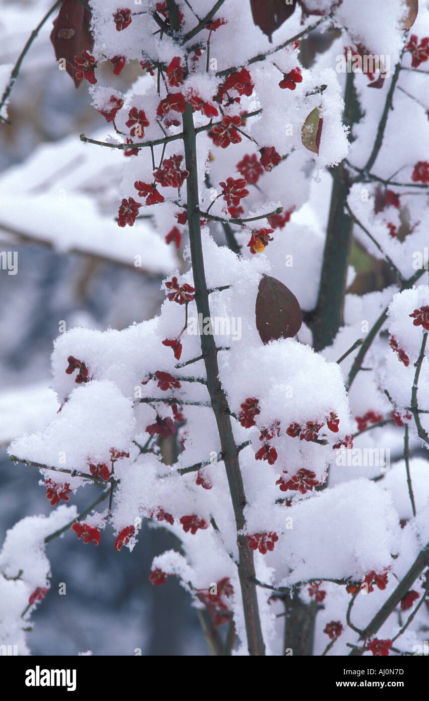 La neige sur l'arbre de fusée Italie Banque D'Images