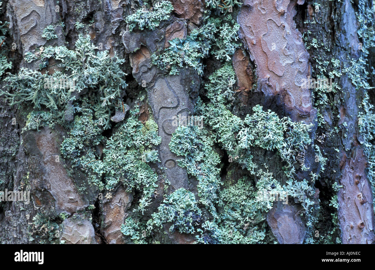 Hypogymnia physodes lichen sur le tronc de l'Italie Banque D'Images