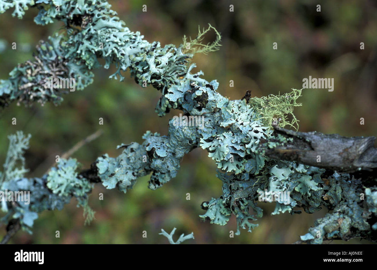 Direction générale de l'érioderme boréal sur l'Italie Banque D'Images