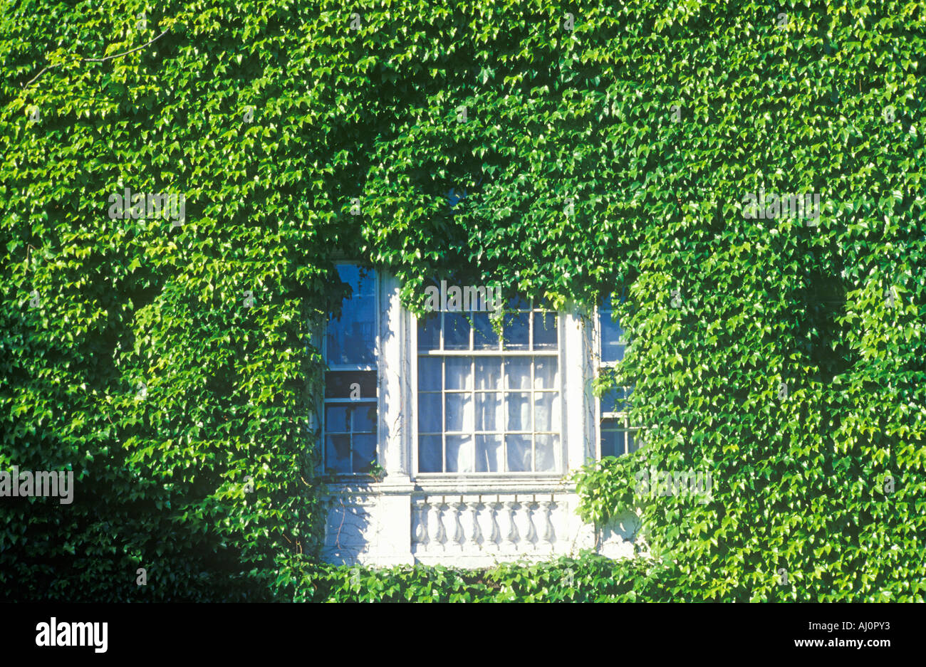 Encadré par la fenêtre de l'Université de Harvard de lierre Banque D'Images