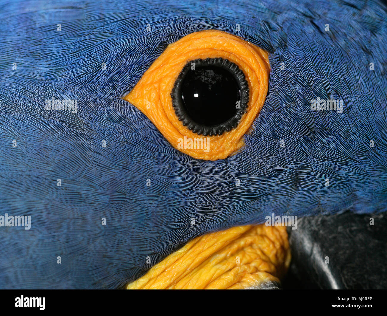 Anodorhynchus hyacinthinus Hyacinth macaw Brésil Banque D'Images