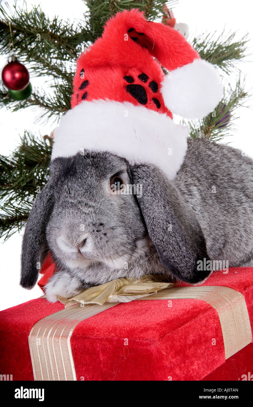 Mini gris Lop Ear lapin à l'arbre de Noël et des cadeaux et porter du rouge  et blanc chapeau bas isolé sur fond blanc Photo Stock - Alamy