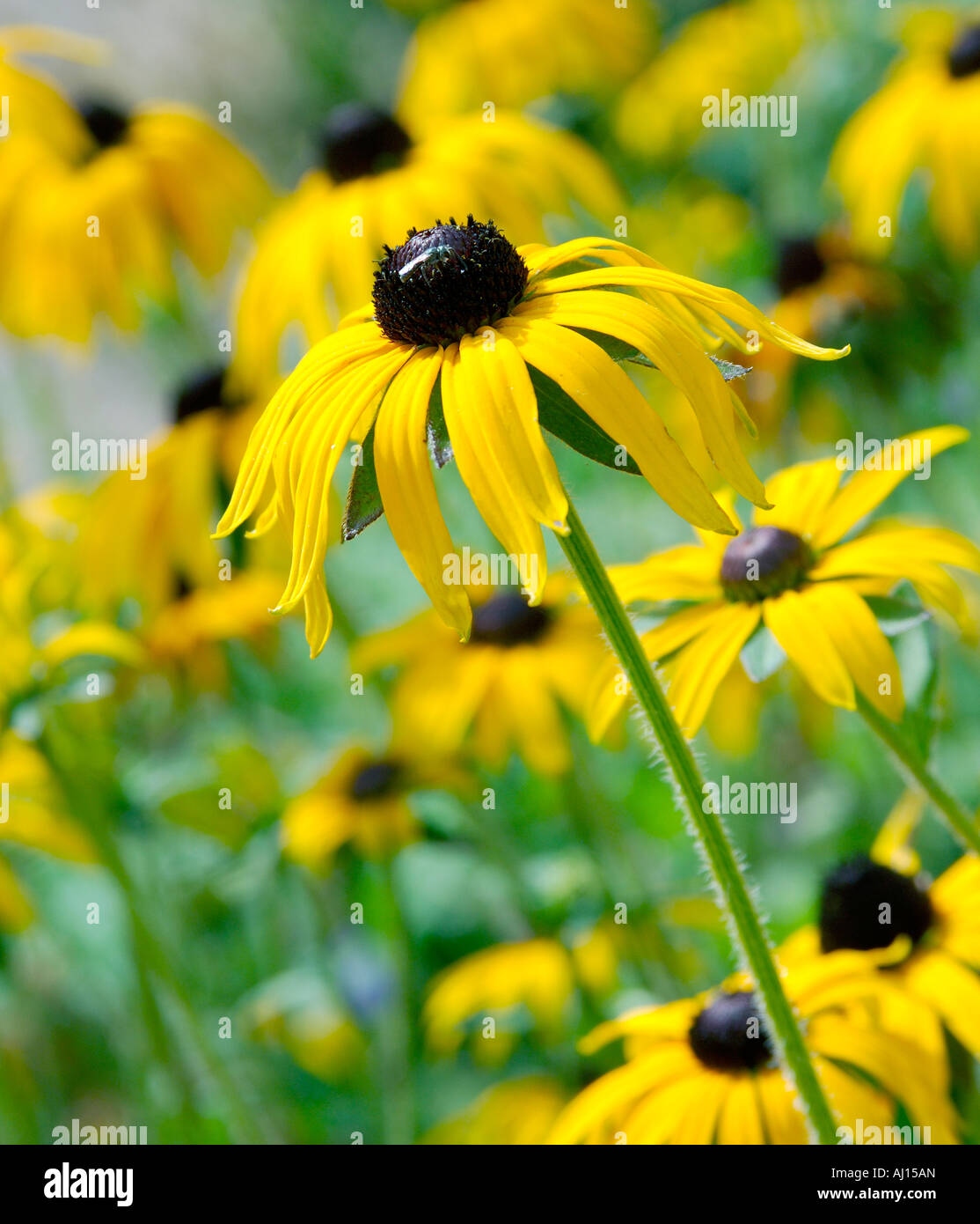 Grand groupe de Rudbeckia ou Black Eyed Susan fleurs dans une bordure herbacée sur une journée ensoleillée Banque D'Images