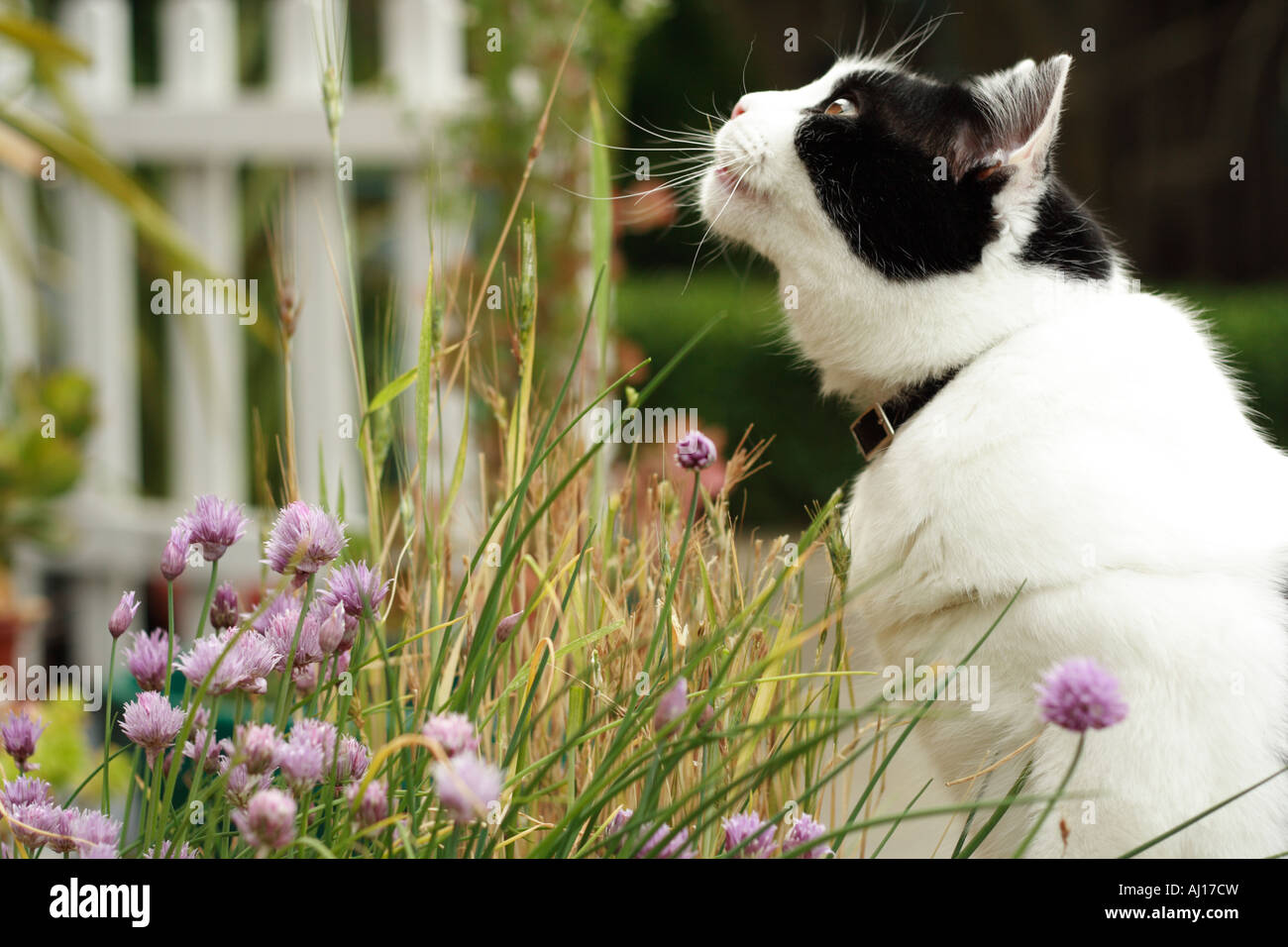 Photo De Chat Noir Et Blanc De Regarder Le Ciel Banque D