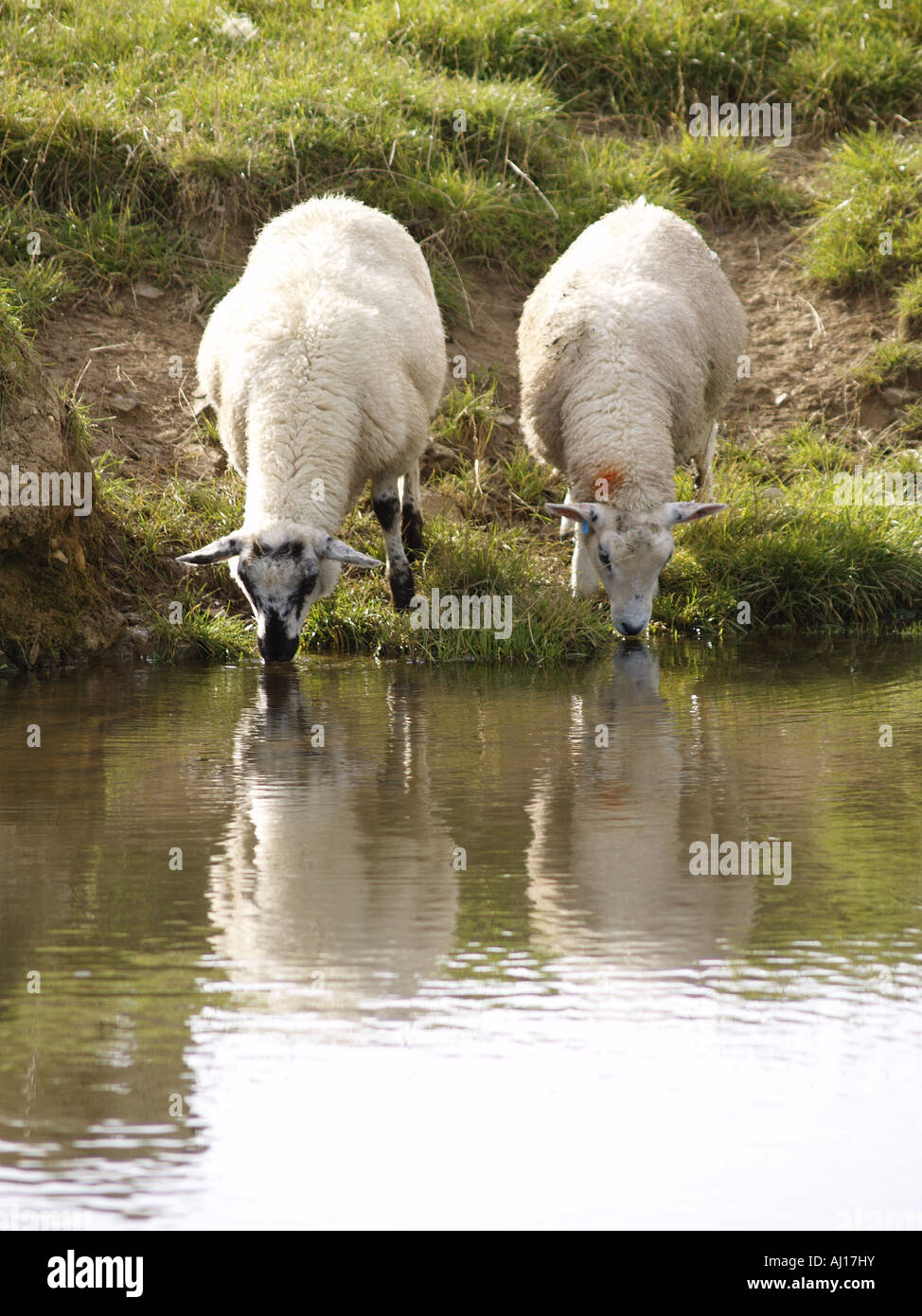 Deux moutons blancs en prenant un verre au bord de la rivière Banque D'Images