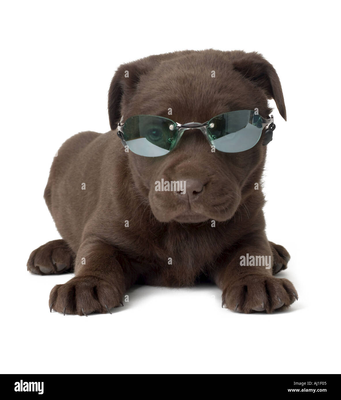 Chiot labrador chocolat avec des lunettes Banque D'Images