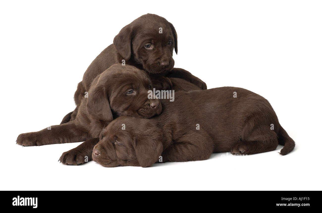 Chiots labrador Chocolat Banque D'Images
