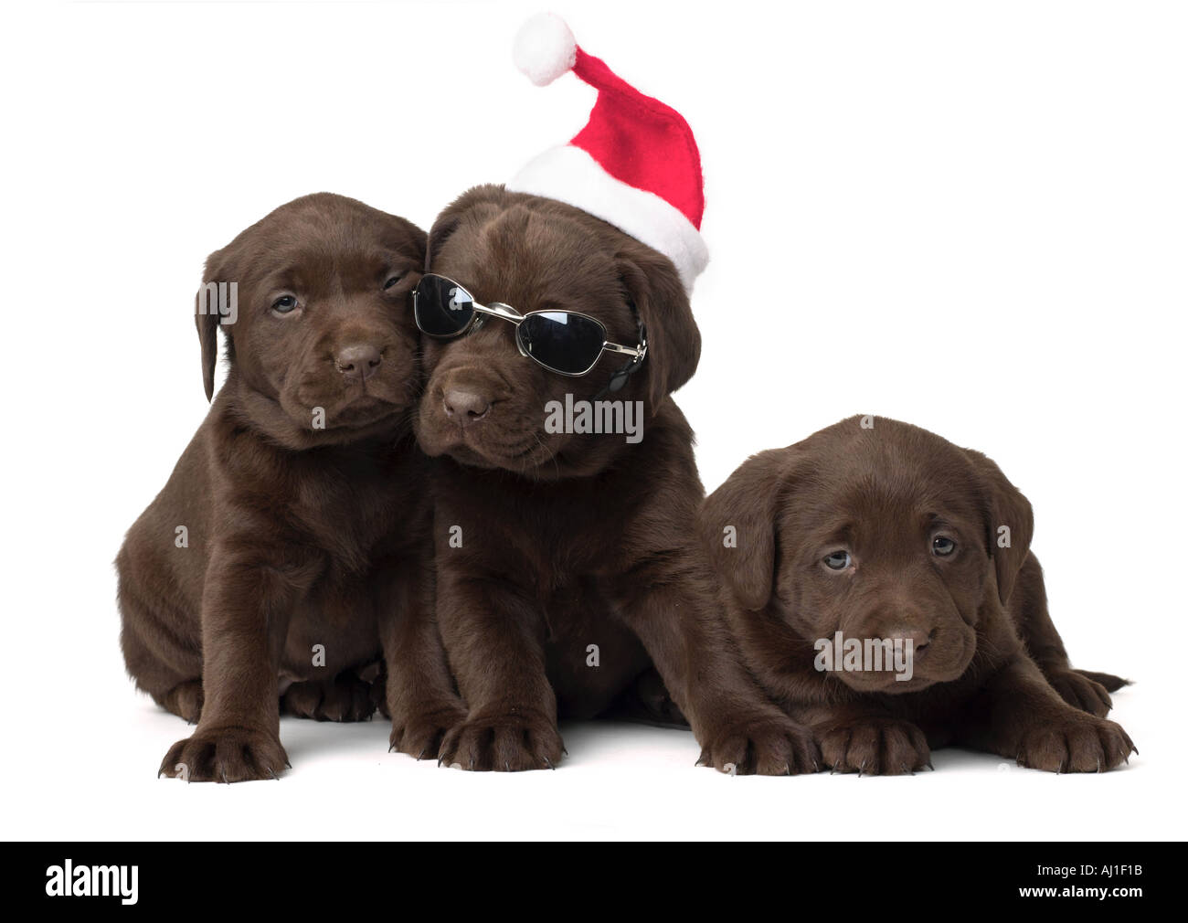 Chiots labrador chocolat Noël Banque D'Images