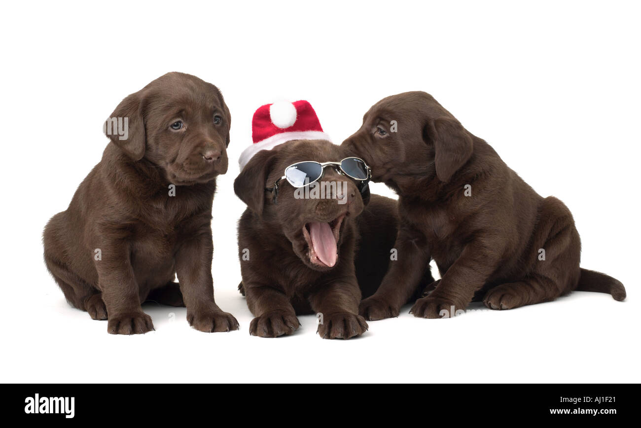 Chiots labrador chocolat Noël Banque D'Images