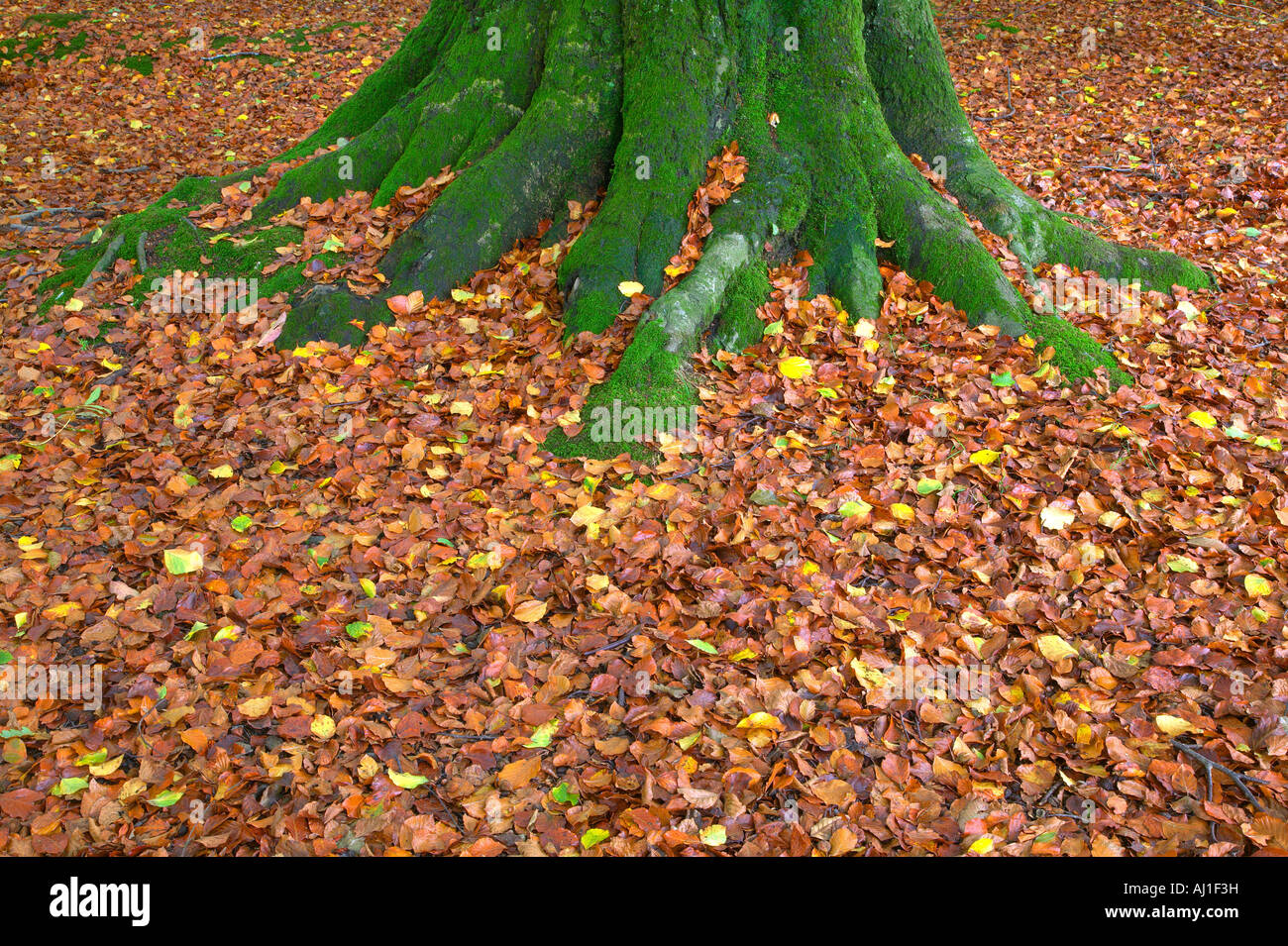 Tronc d'arbre couvert de mousse avec des feuilles de hêtre en automne Banque D'Images