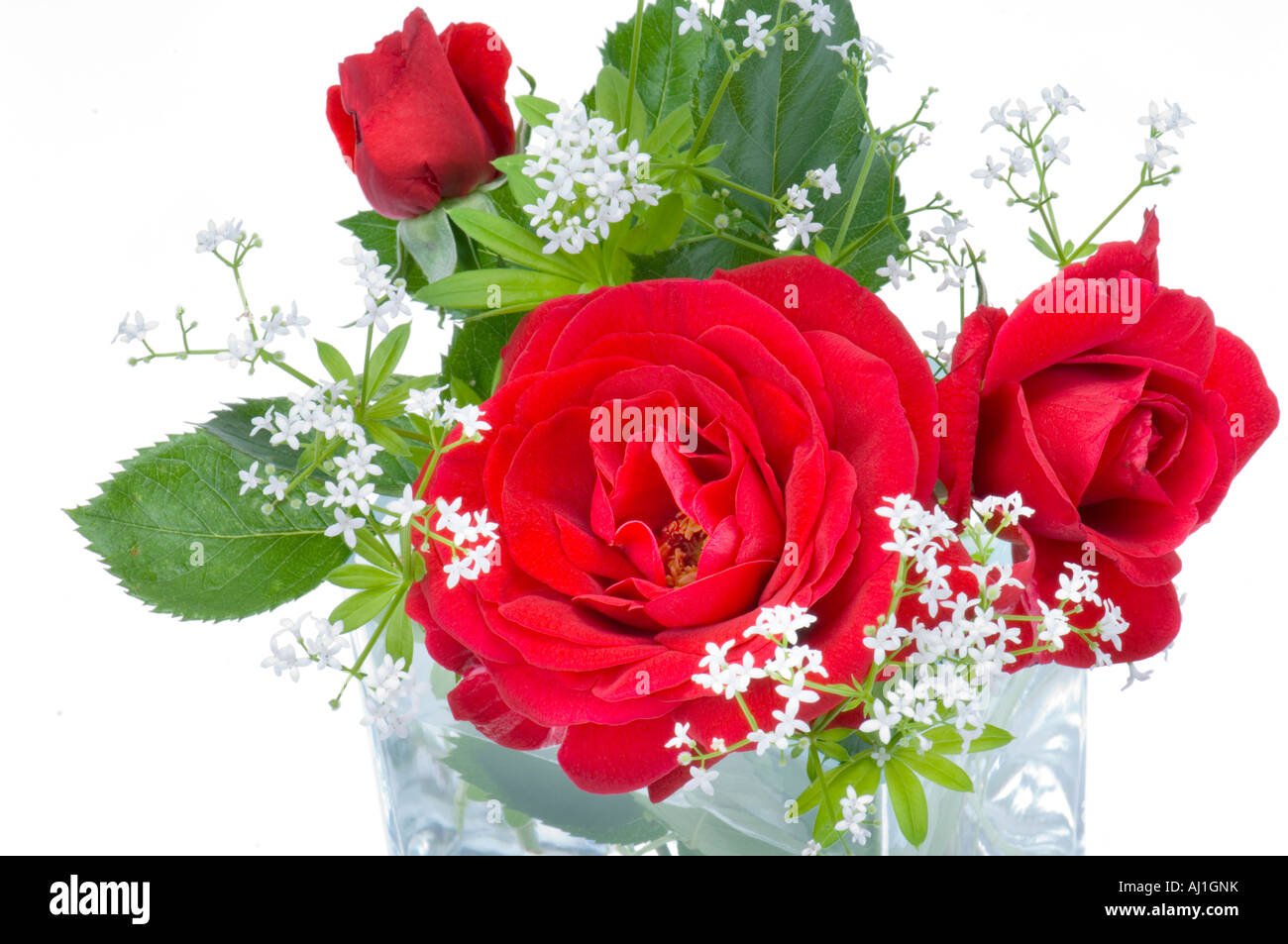 Rose rouge vert et blanc avec des feuilles en fleurs woodruff waldmeister dentelle sur fond blanc bouquet de fleurs Banque D'Images