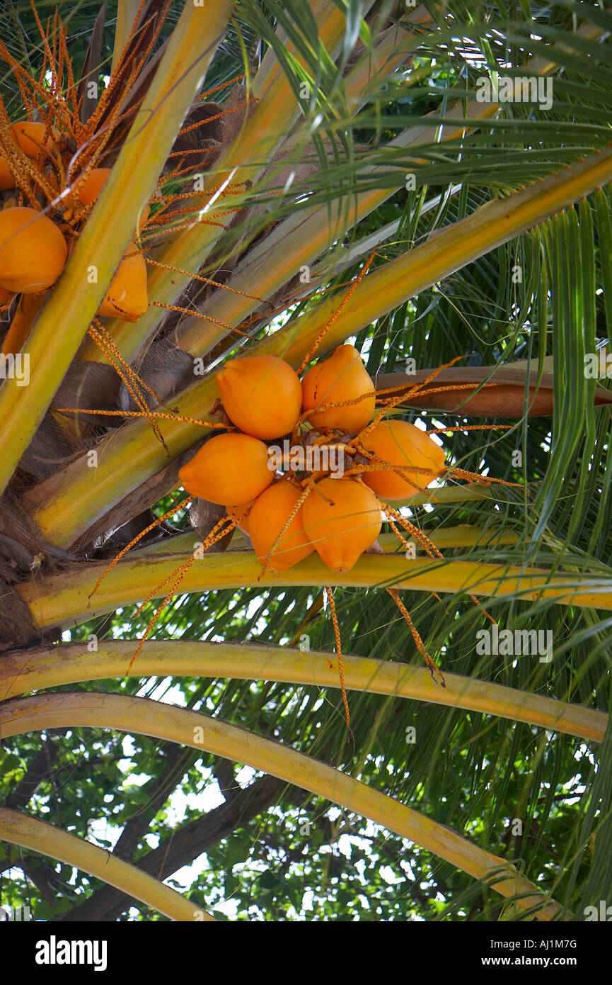 Coco sur l'arbre de noix de coco Banque D'Images
