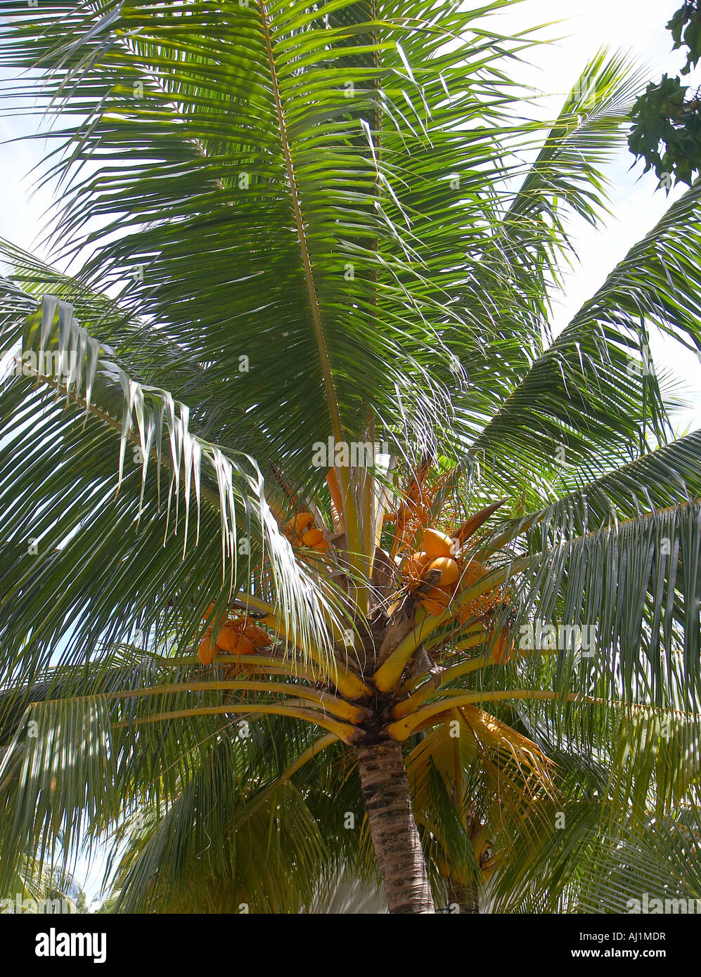 Coco sur l'arbre de noix de coco Banque D'Images
