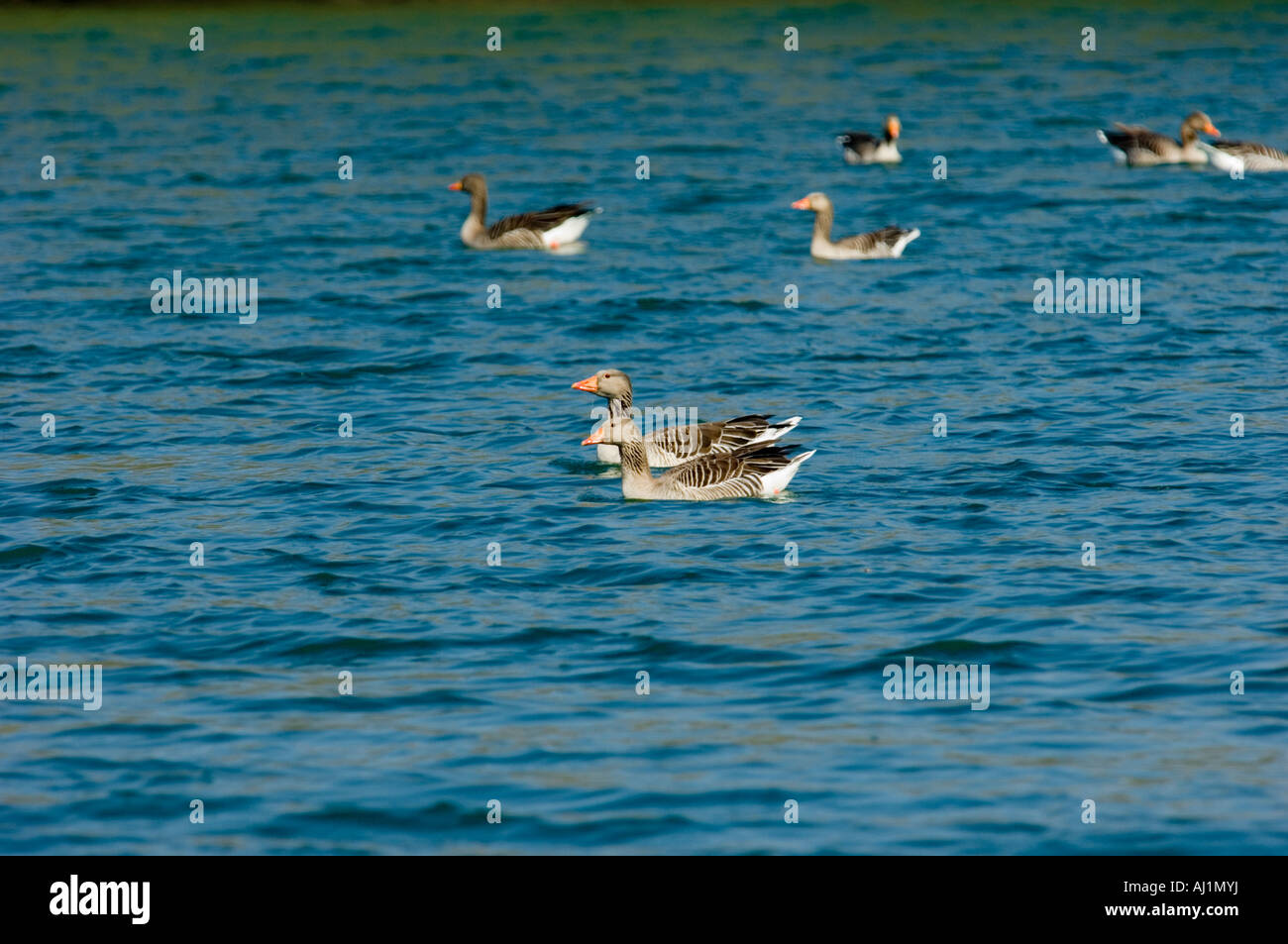 Wild Geese goose à terre printemps printemps au bord de l'eau du bassin de la rivière La rivière de lots d'eau natation nage de surface 2 Banque D'Images