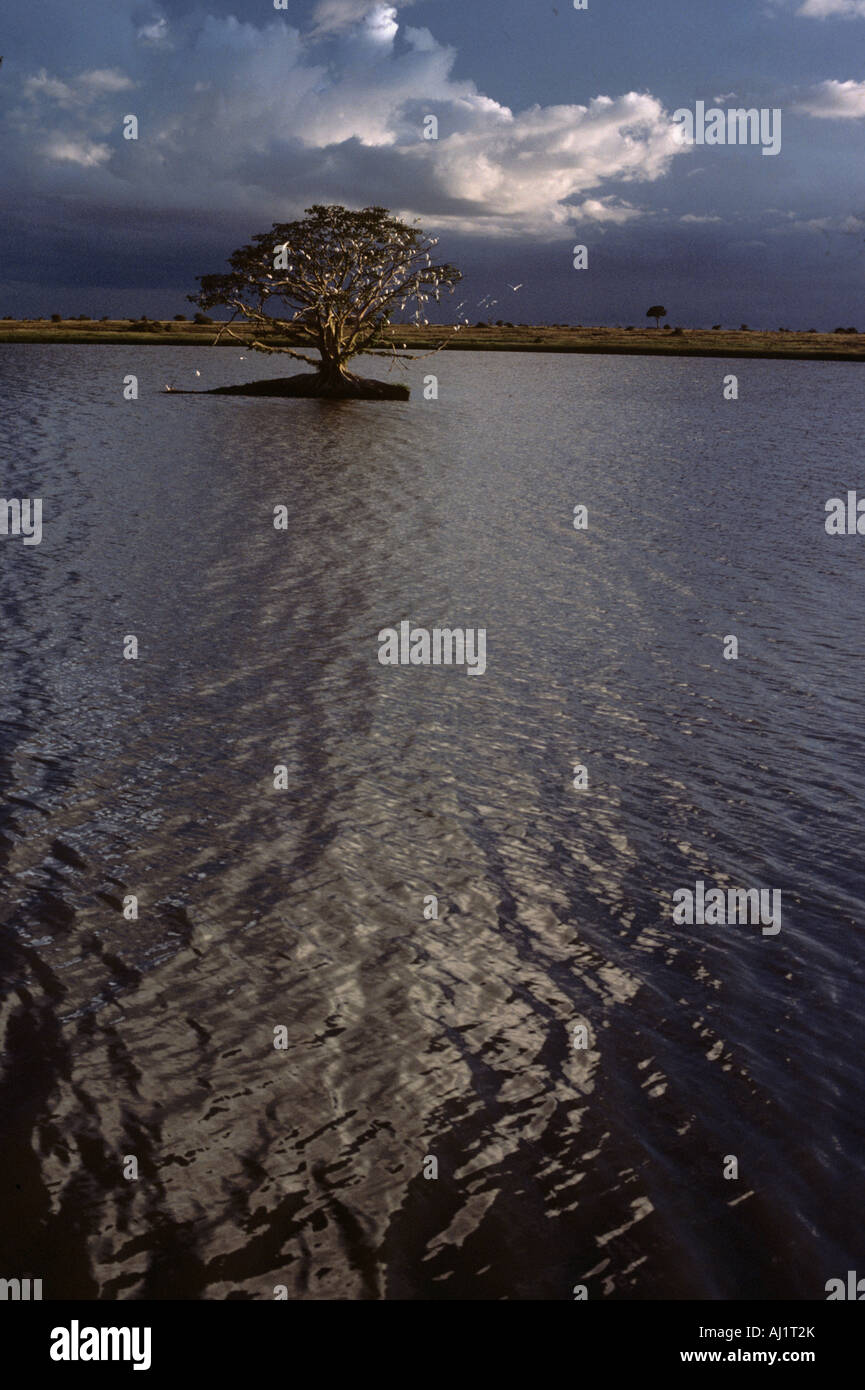 Arbre isolé dans le lac du parc national de Tsavo Aruba Banque D'Images