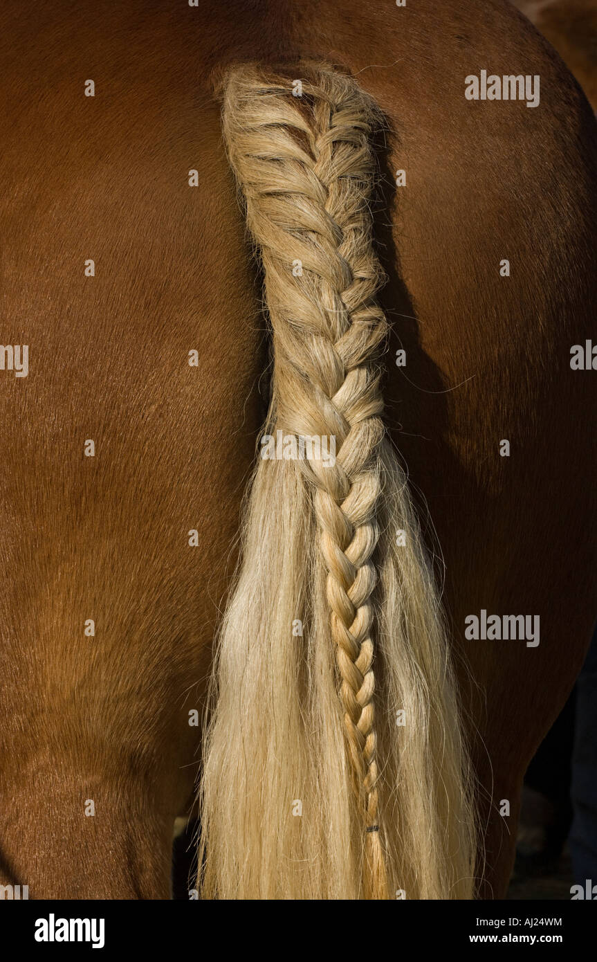 Avoir Images Gros Plan Sur La Tresse De Queue D Un Cheval Au Cours D Un Projet actualisé salutations