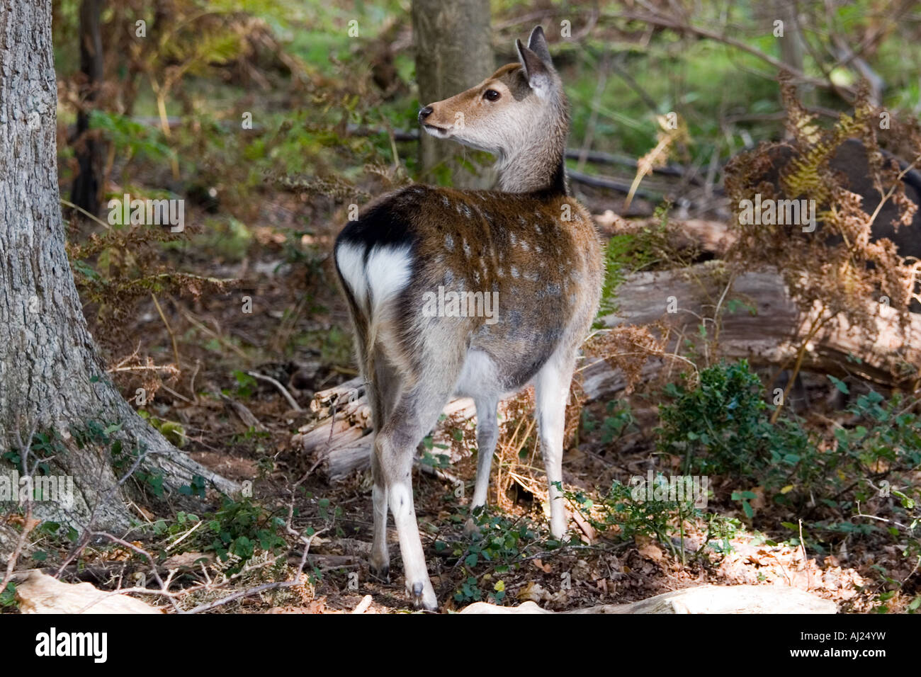 Deer se cachant de l'ornière à Arne dans Dorset Banque D'Images