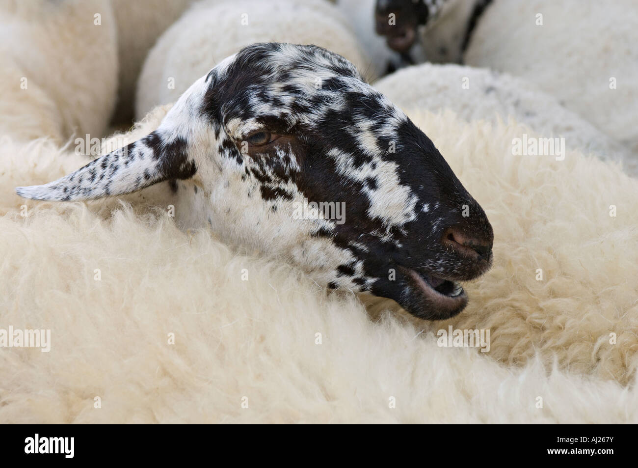 Tete mouton Banque de photographies et d’images à haute résolution - Alamy
