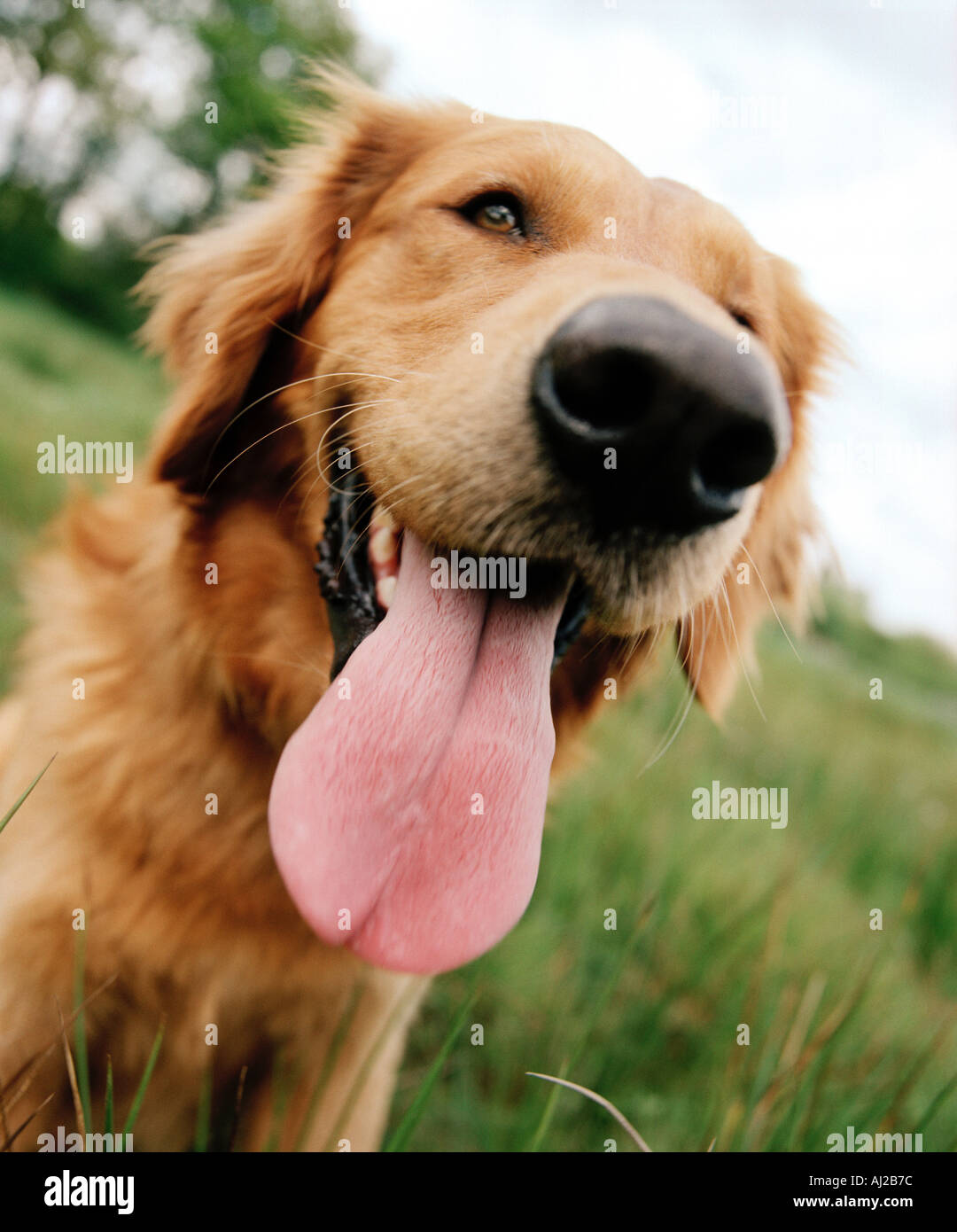 Golden retriever sticking out tongue haletant Banque D'Images