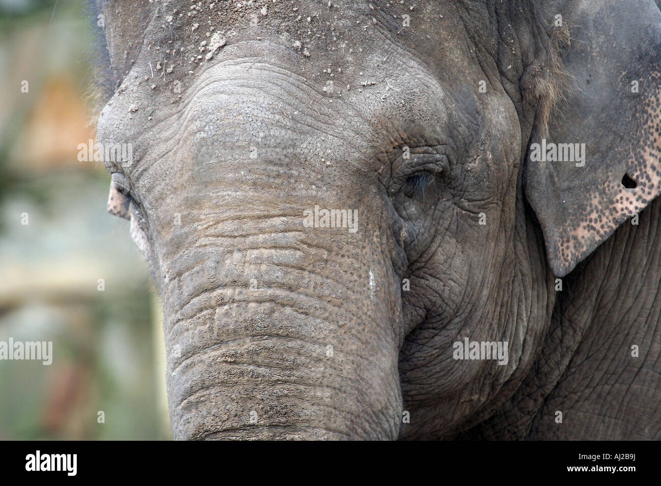 Portrait de l'éléphant d'montrant son visage, qu'on voit ici dans le parc national Kruger en Afrique du Sud. Banque D'Images