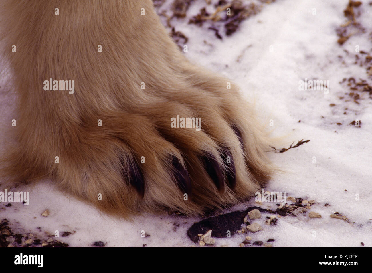 Le pied d'un ours polaire, Churchill, Manitoba, Canada Banque D'Images