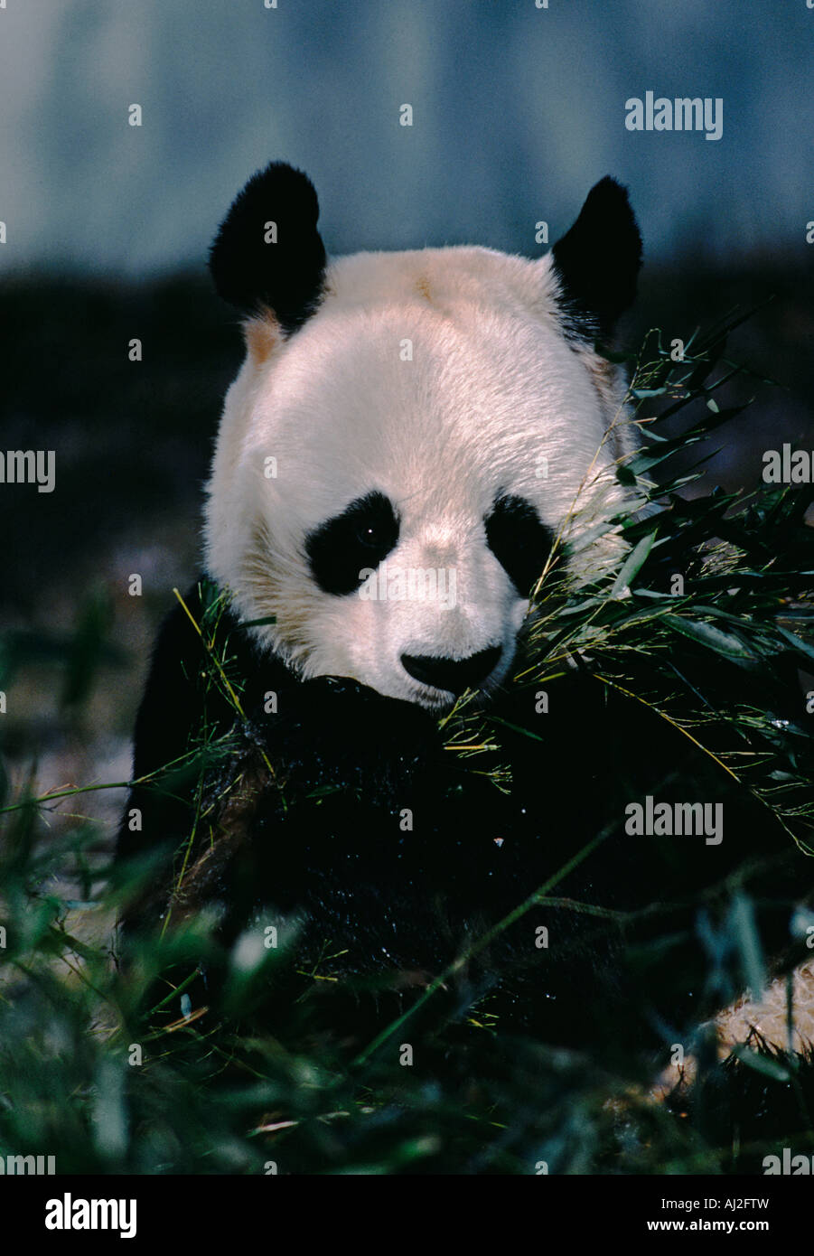 Grand Panda dans un zoo en Chine Banque D'Images
