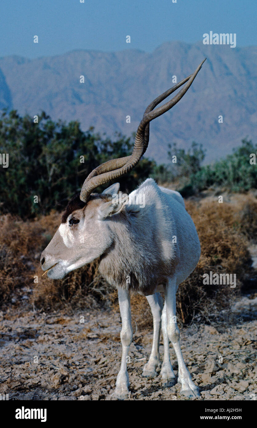 Un désert, l'Antilope Addax Hia-Bar Yotvata Nature Reserve, Israël Banque D'Images