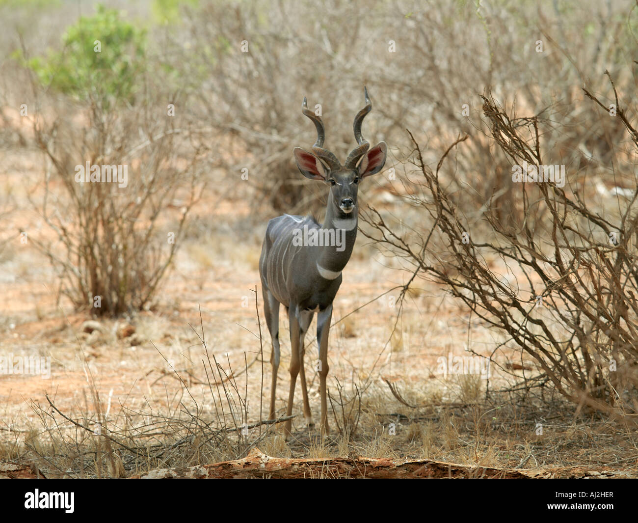 Antilope Koudou un degré moindre dans les pays de bush, le parc national de Tsavo Ouest, au Kenya Banque D'Images