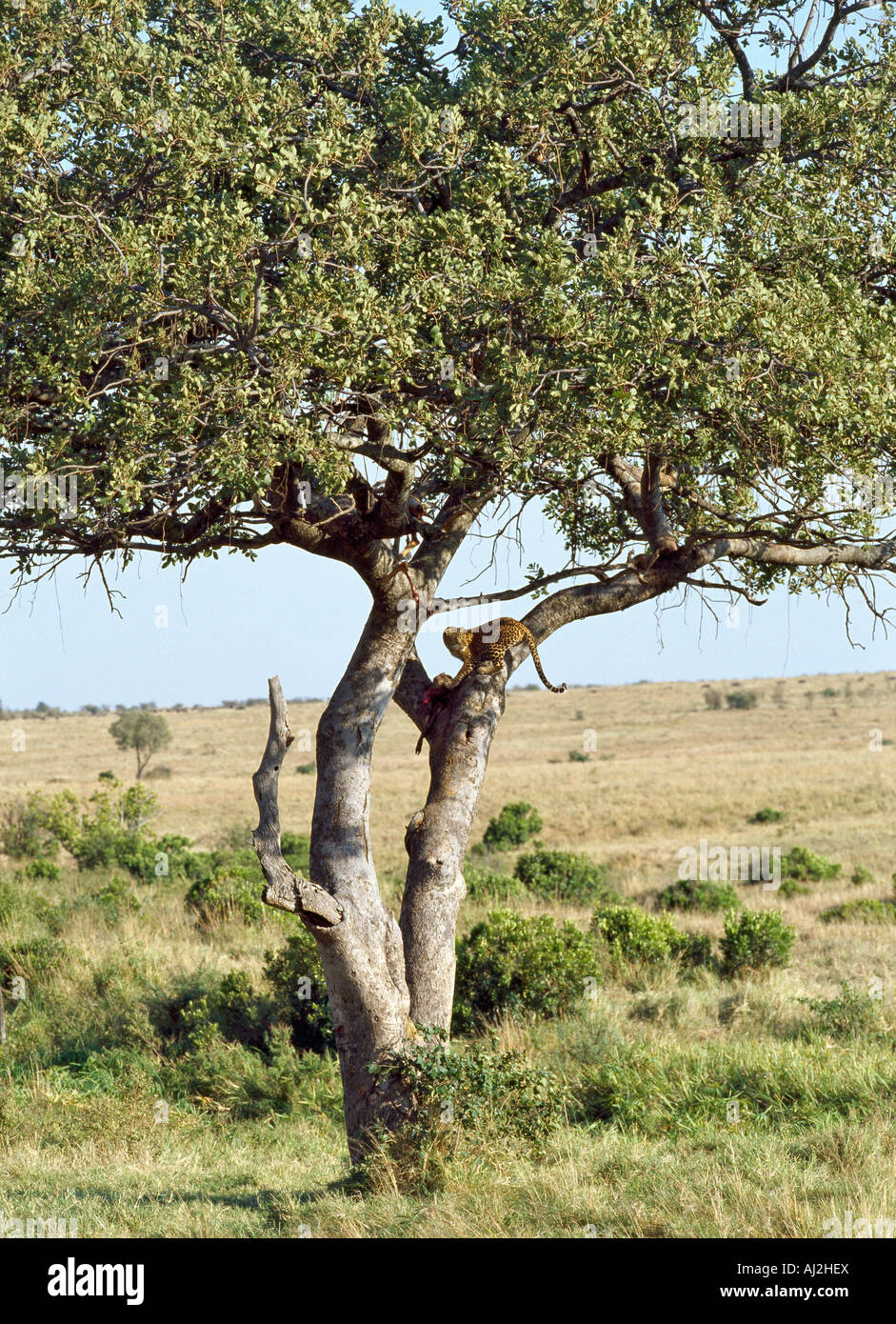 Un léopard a pris ses de tuer une antilope impala d'un grand arbre pour éviter des hyènes, Masai Mara, Kenya Banque D'Images
