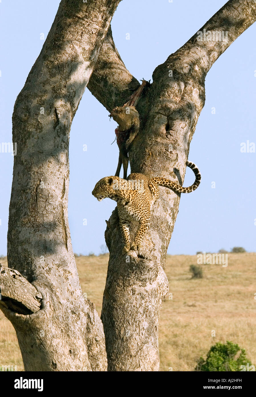 Un léopard ses gardes de tuer une antilope impala dans un arbre pour éviter des hyènes, Masai Mara, Kenya Banque D'Images