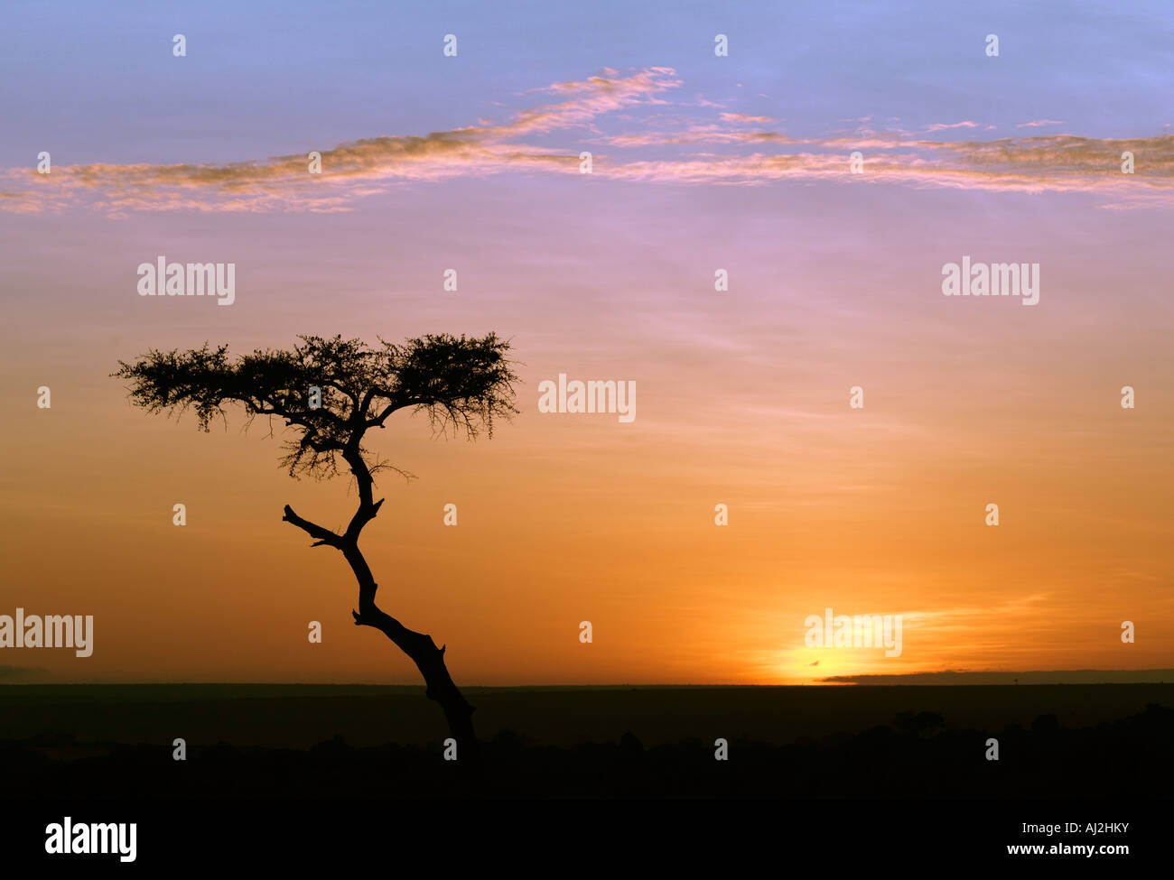 Lever du soleil dans la réserve de Masai Mara, Kenya Banque D'Images