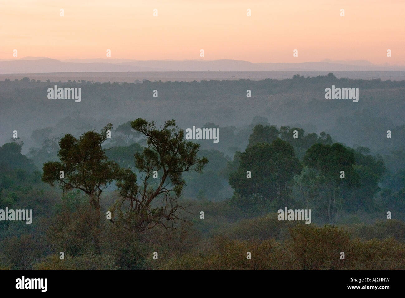 Au cours de l'aube de la réserve Masai Mara, Kenya Banque D'Images