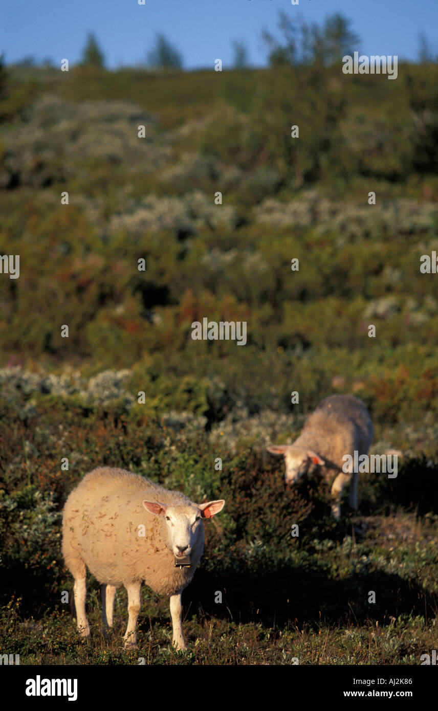 Europe Norvège Moutons errent le long de la route de Peer Gynt, près de la ville de Gausdal Banque D'Images