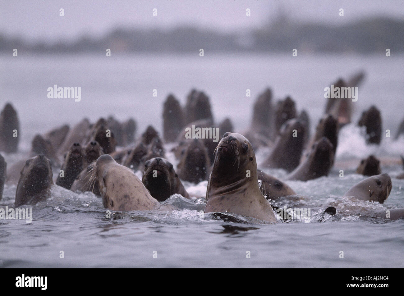 La Forêt nationale de Tongass en Alaska des lions de mer de Steller Eumetopias jubatus s piscine en grand groupe à l'Ouest par les îles Brothers Banque D'Images