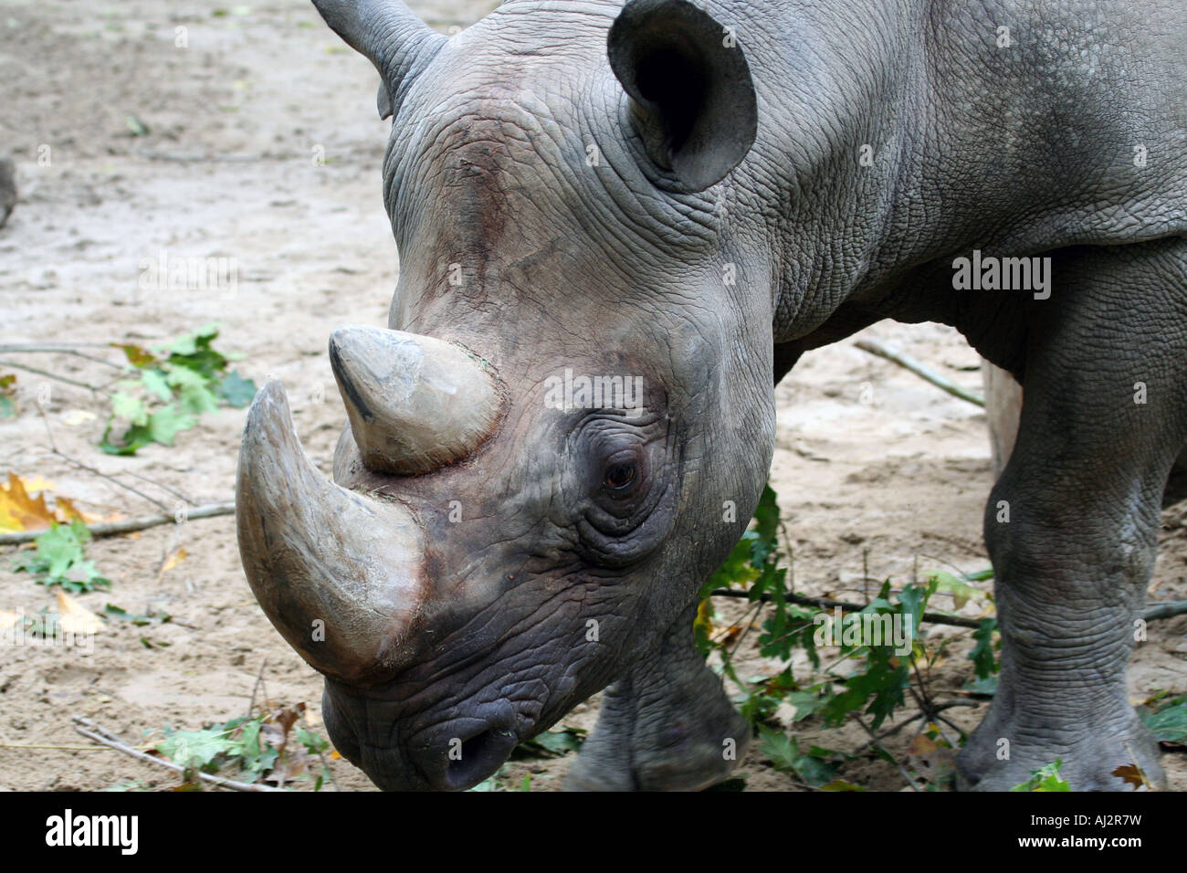 Portrait de rhinocéros noir Diceros bicornis,. Banque D'Images