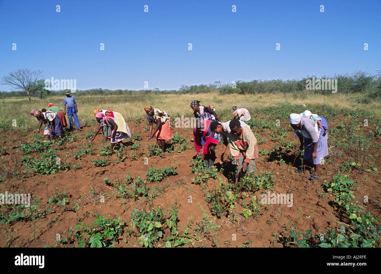 Les femmes qui s'occupent de légumes dans leur jardin communautaire.ESwatini (Swaziland) Banque D'Images